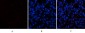 Caspase-1 Polyclonal Antibody
